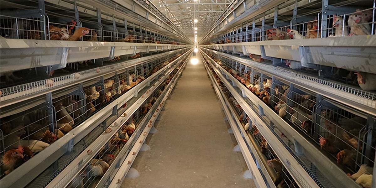 炎热的夏季鸡笼养鸡如何预防和防治热应激，远卓农牧养殖课堂