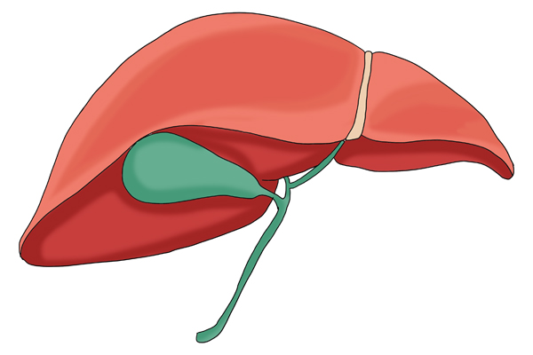 每天超过11点不睡，肝脏排不了毒？肝癌发现大多晚期，为什么？