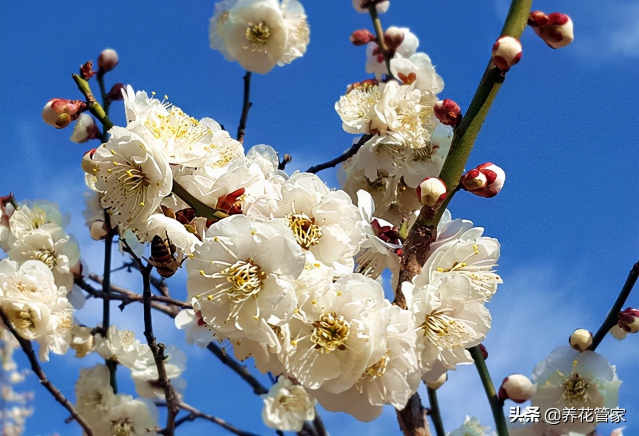 杏花落指的是什么（对杏花的简介与样貌介绍）