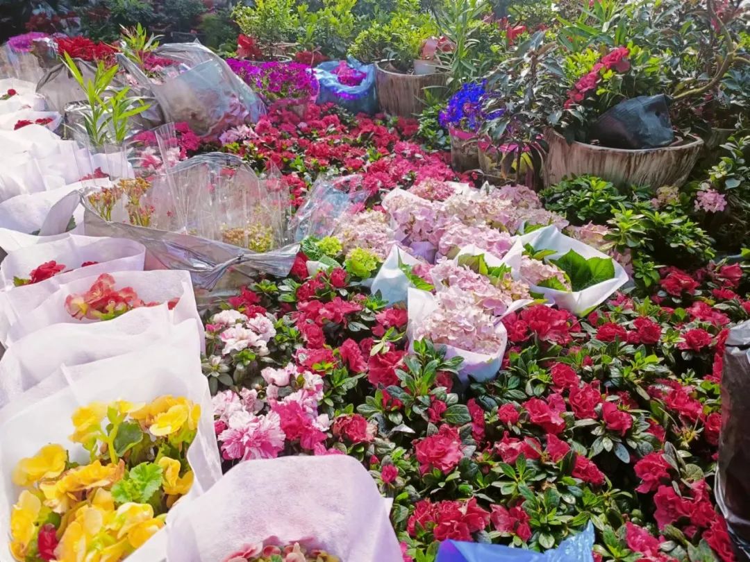 新疆伊宁市：花卉产业点靓“美丽经济”