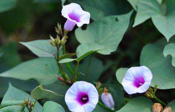 白薯花("红薯开花,夫妻分家",红薯开花有何寓意?红薯真能开花吗?