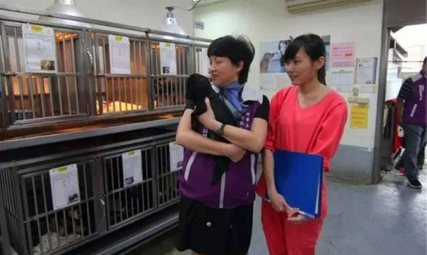 2016年，台湾女孩给700只狗安乐死后，将最后一针给了新婚的自己
