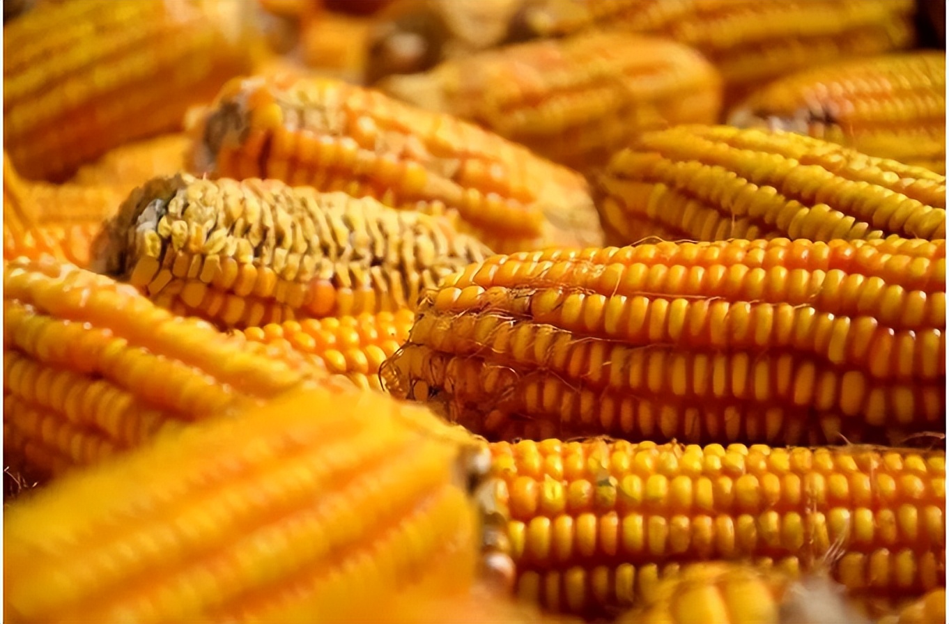 玉米价格又跌了！今日各地最新收购价是多少？