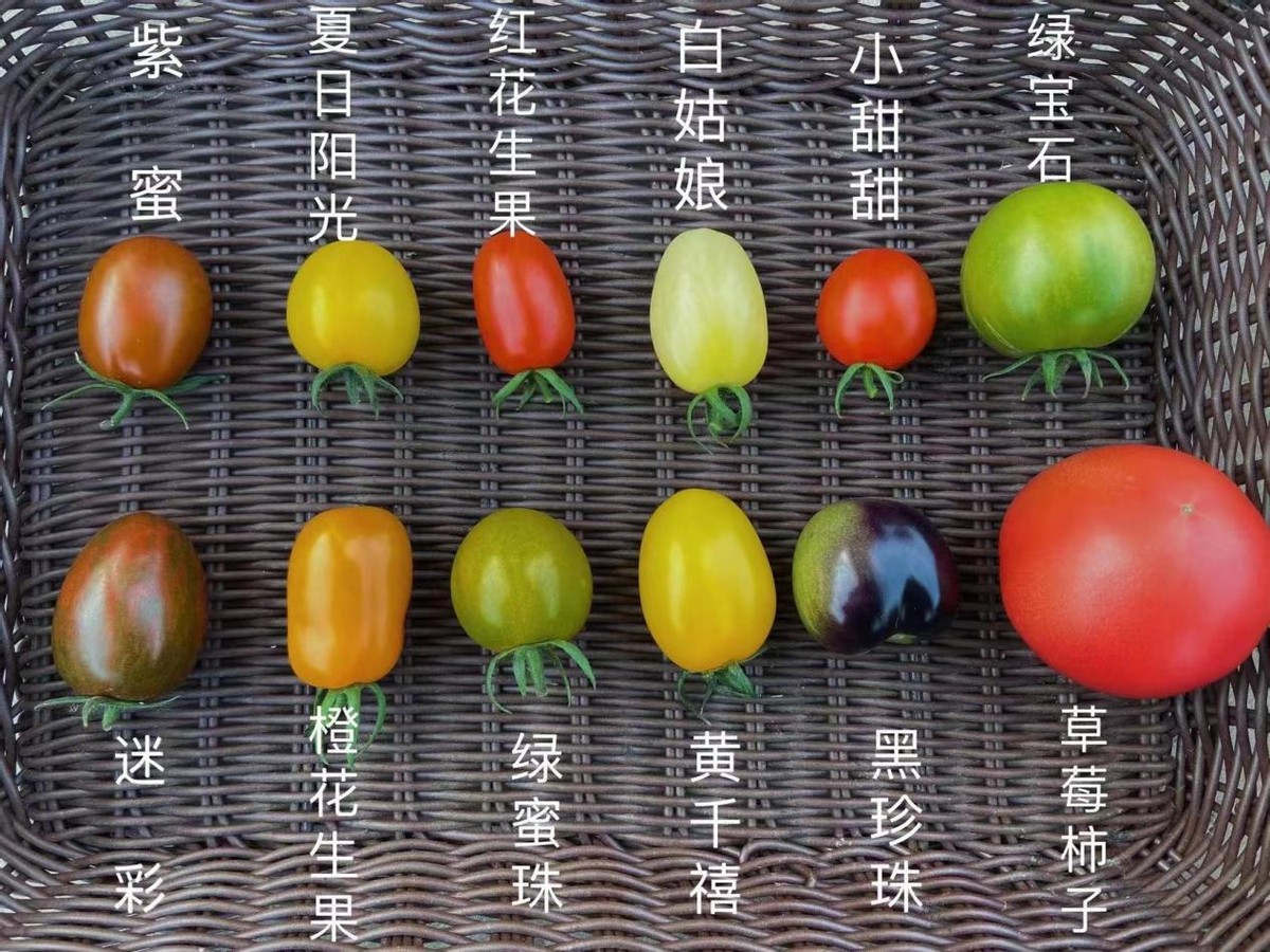 小番茄十大品种（干货分享小番茄的品种大全）