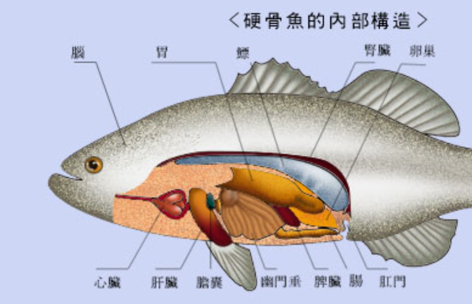 是什么生物?