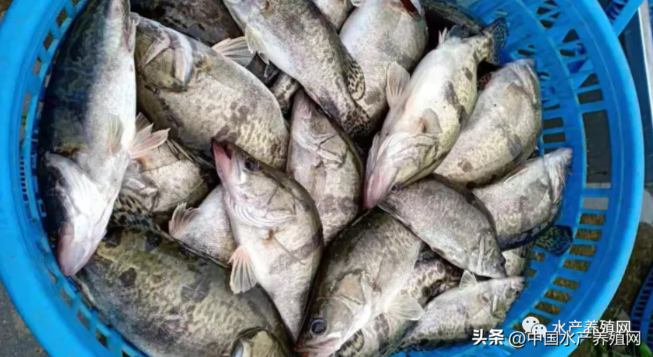 8月初鳜鱼鲈鱼牛蛙强势上涨，黑鱼黄颡鱼鮰鱼稳定，草鱼鲫鱼微跌