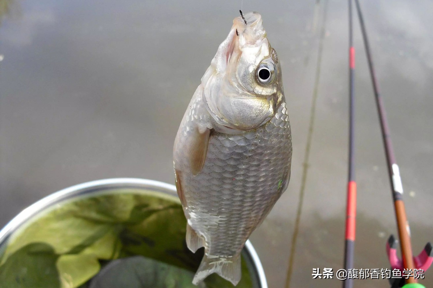 鲫鱼饵料配方大全(野钓鲫鱼用什么饵料效果好？野钓鲫鱼最常用的几种饵料配方)