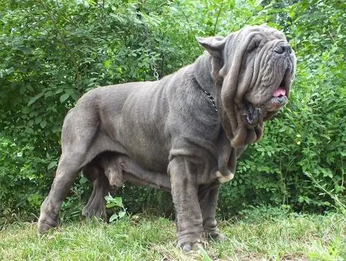 见到一定绕道走！地表战斗力爆表的12种猛犬，一獒战三狼战狮子？