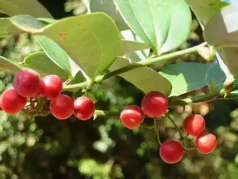植物世界丨40种农村野果子(二),来自全国各地,很多人都不认识