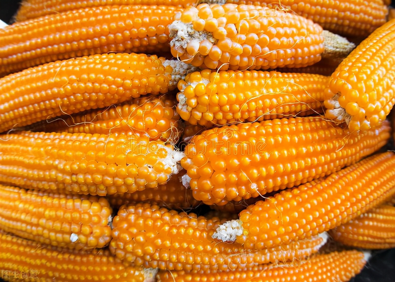 12月31日国内各地玉米价格发布
