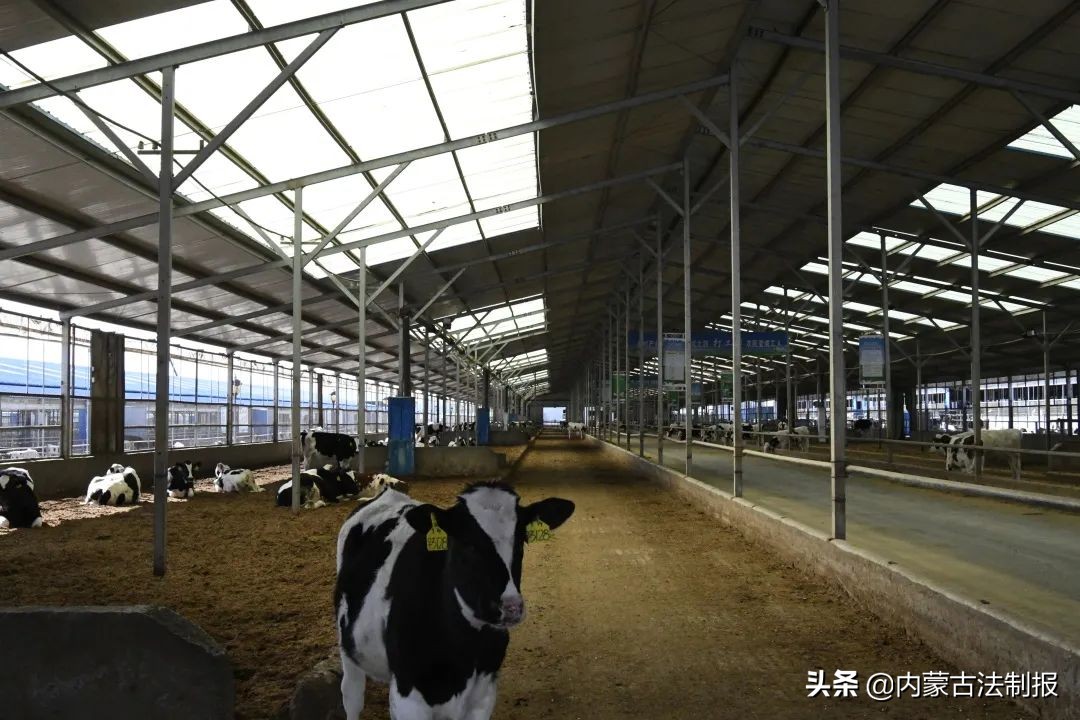 優(yōu)化法治化營(yíng)商環(huán)境 助力民族奶業(yè)振興——烏蘭察布市涼城縣檢察院檢察長(zhǎng)孫芳一行調(diào)研走訪海高牧場(chǎng)