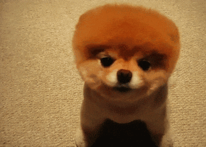 狗狗呕吐的5种情况，别错过救治期