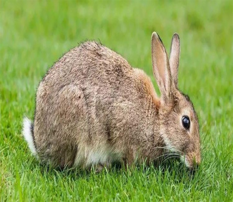 “人兔大战”澳大利亚完败，超100亿野兔成灾，当地人却不吃