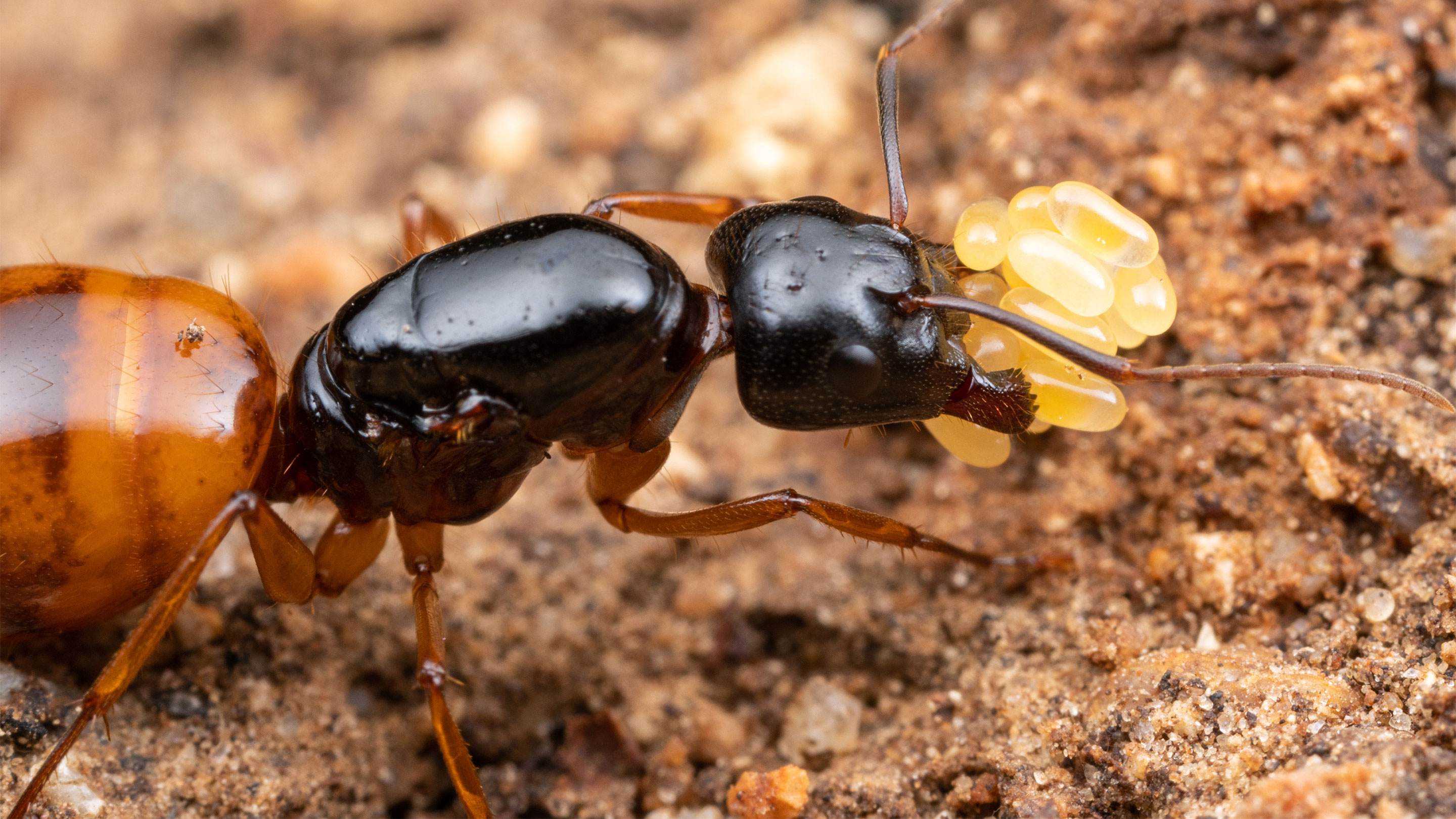 蚁后是怎么被生出来的（蚁后怎么繁殖出来的）-第7张图片-悠嘻资讯网