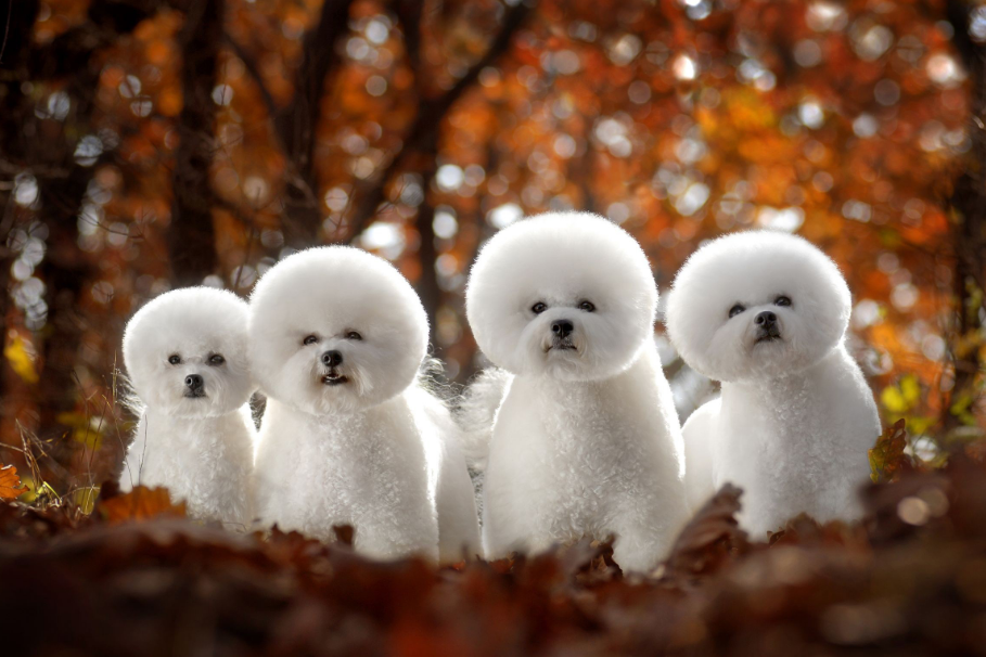 纯种比熊犬特征有哪些