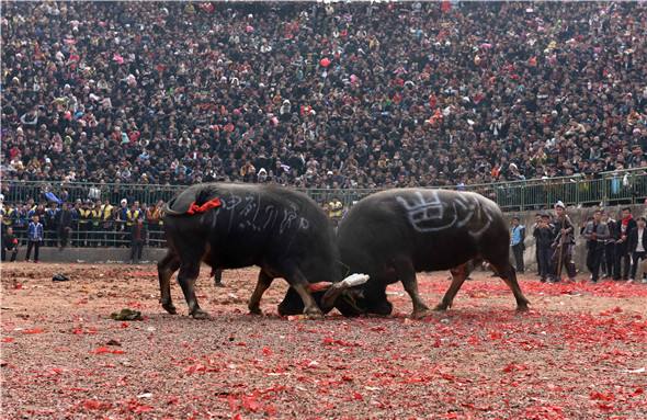 斗牛王"昆山":战前必喝6斤白酒,每月伙食费上万,体重高达1吨