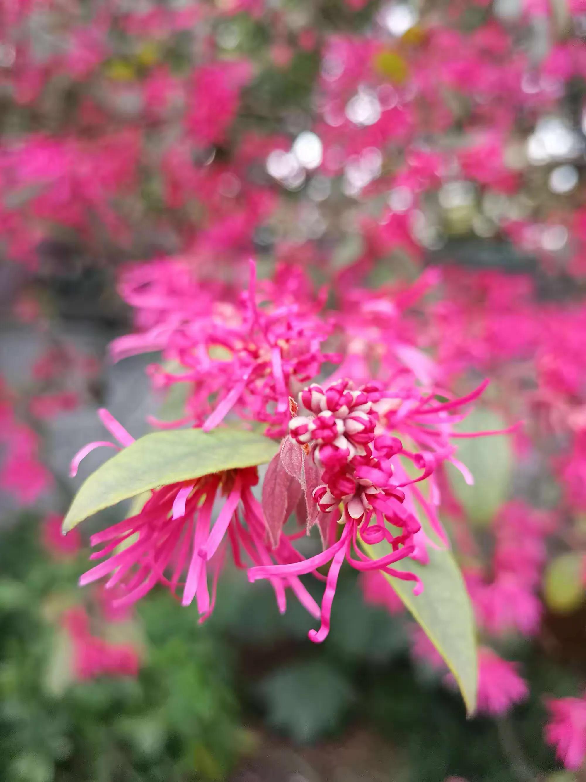 红花檵（jì）木