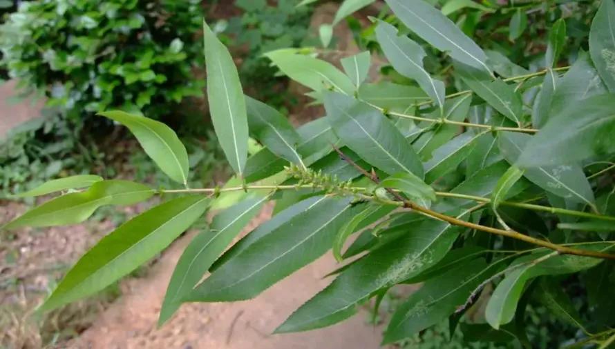 门前莫把杨树栽，树未发芽杨花开——柳树虽好，柳絮扰人