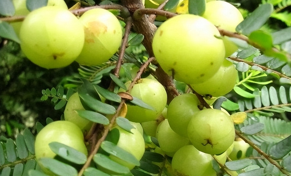 余甘子价格大约多少钱(童年不爱吃的余甘果) - 价格百科