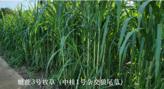 猪价低迷及饲料持续上涨养猪亏损，不如种草养牛，成本低利润可观