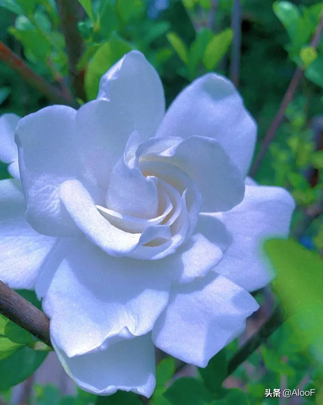 唯美 | 栀子花高清图