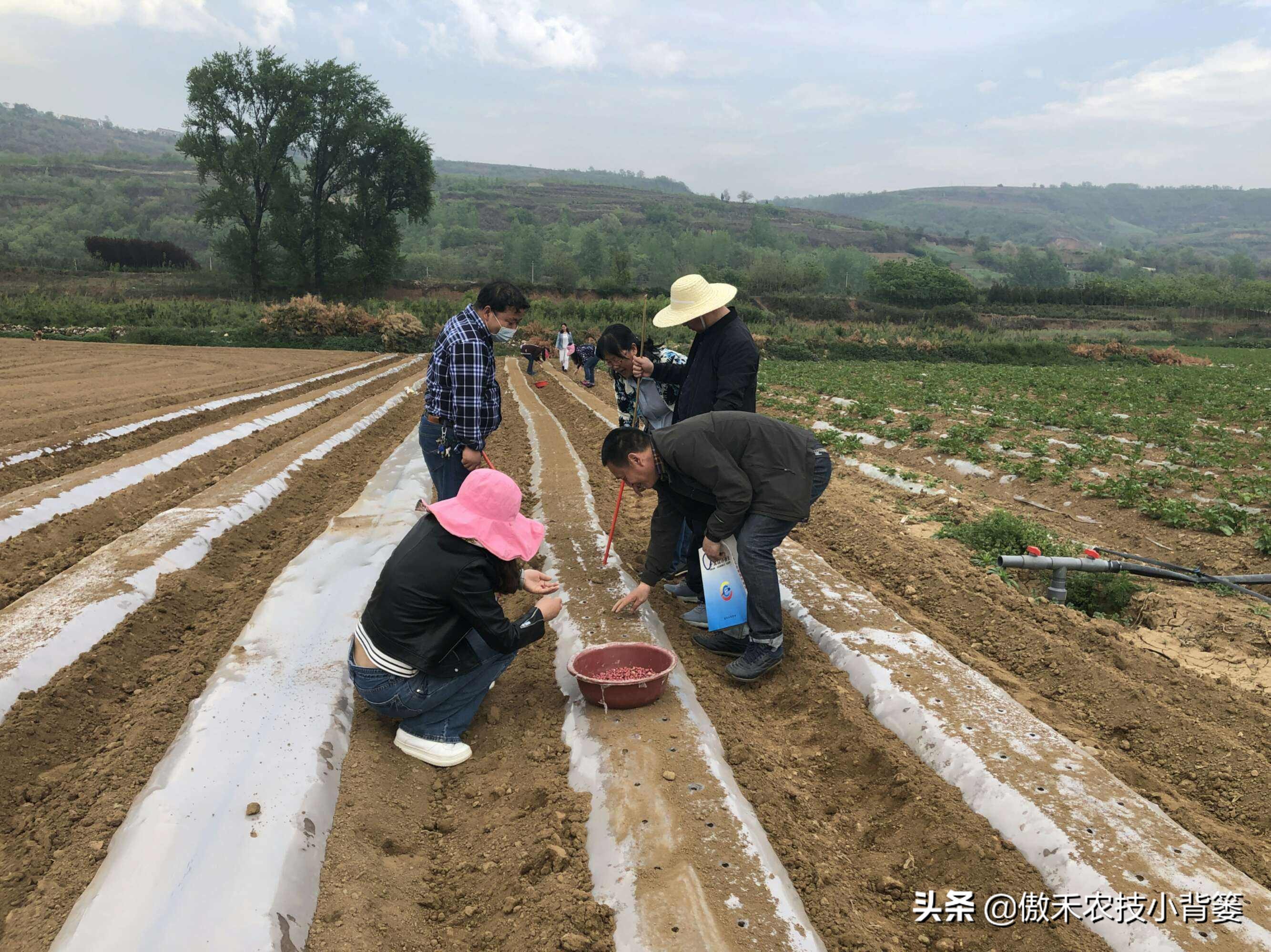 花生行距株距是多少（花生行距株距是多少一株几立种子）-第8张图片-科灵网