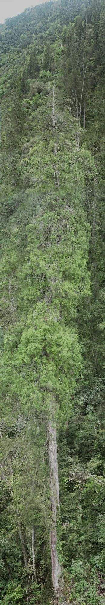 世界之最大的树 澳洲(亚洲第一高在中国，科学家发现巨百米巨树，打破多项纪录)