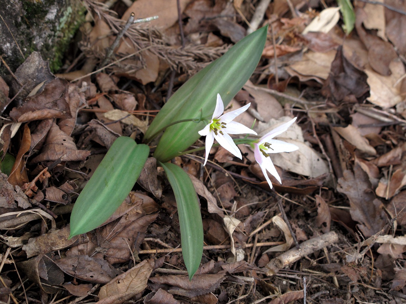 檫木花(宁波赏花图鉴:春光无限,看不尽山野间的奇花异草)