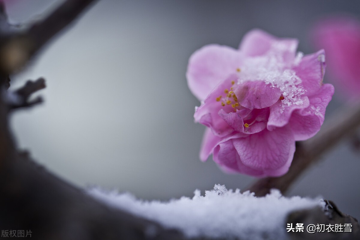 冰雪梅花绝句六首，只见花时冰雪冻，不知花里有春风