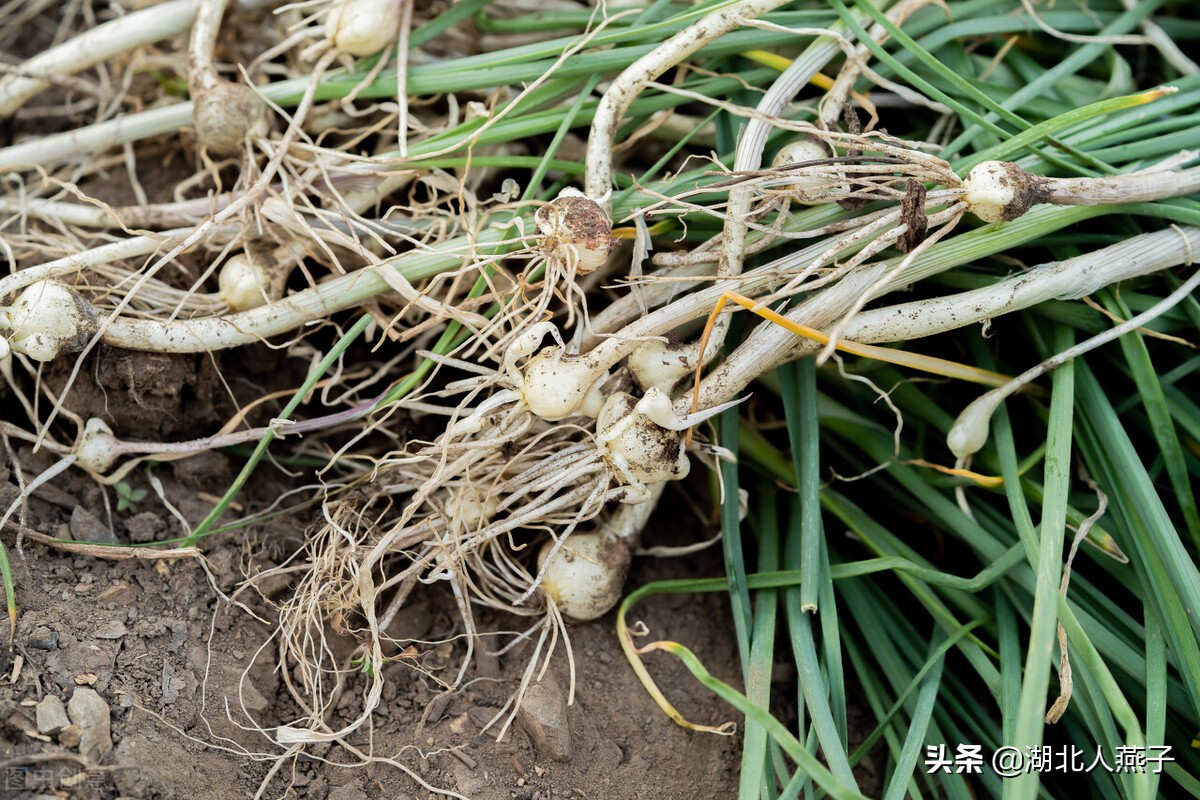 开春十大野菜图片（开春十大野菜图片高清）-第33张图片-科灵网