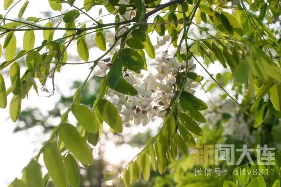 踏香而来！大连十大最美赏槐地