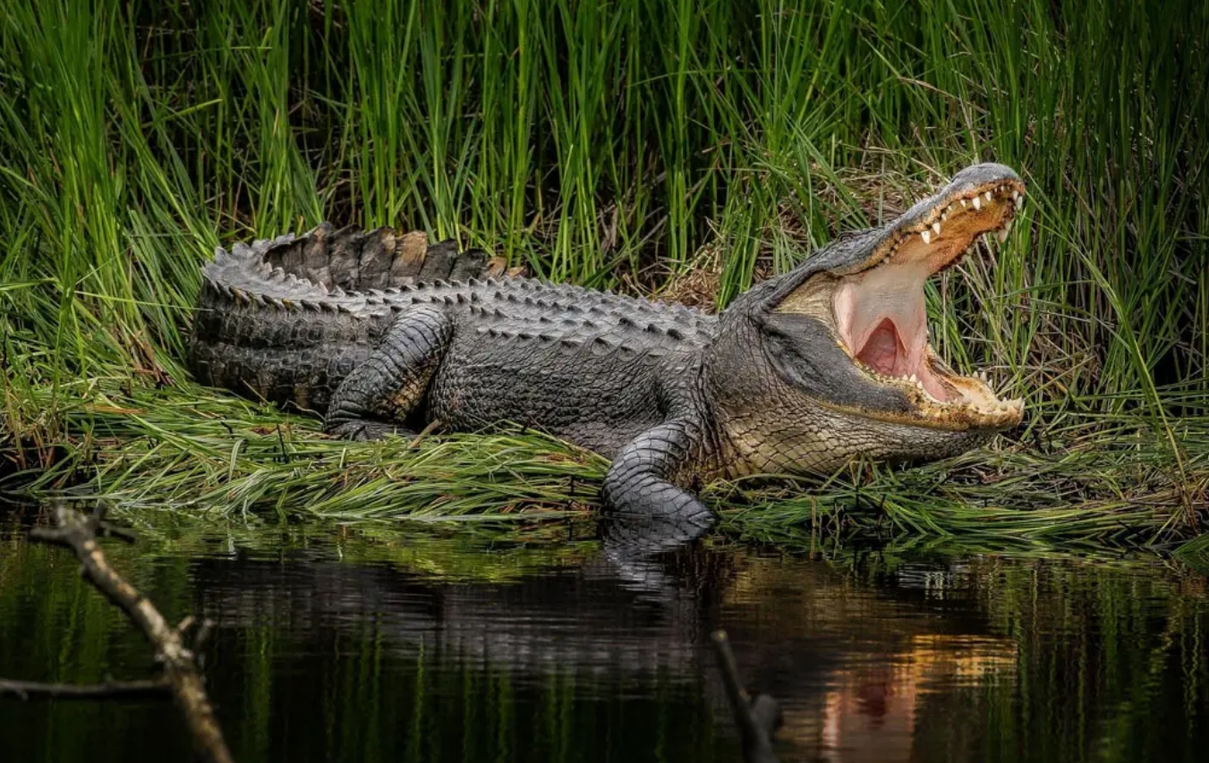 把鳄鱼,放入有几百条食人鱼的水池中,鳄鱼会被啃成骨架吗?-热门资讯