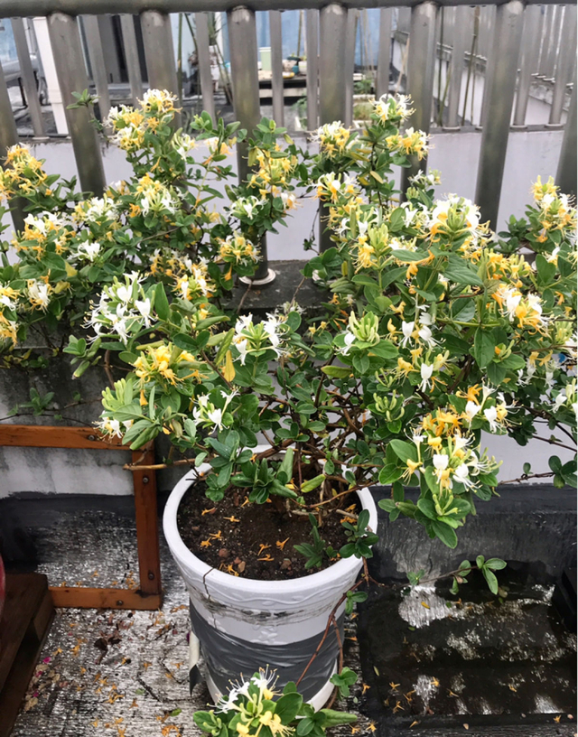 人养花三年，花养人一生！9种养人花，好吃又好看，还能吸收废气