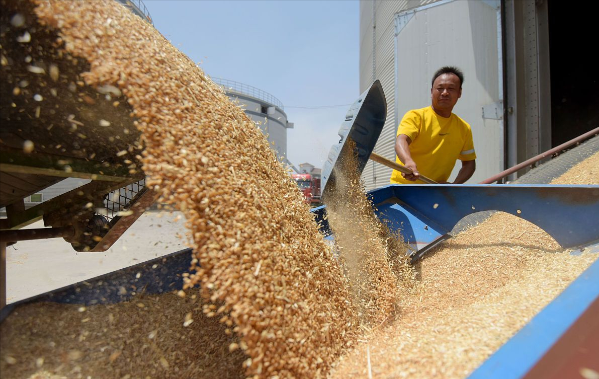 小麦刚涨噩耗来袭，涨价只是“小插曲”？发生了啥？
