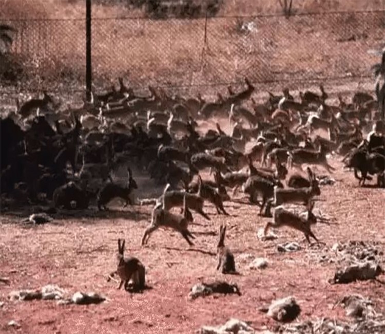 “人兔大战”澳大利亚完败，超100亿野兔成灾，当地人却不吃