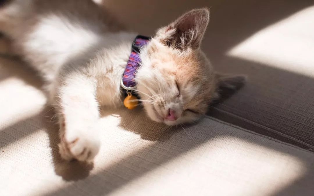 新手养猫必看：如何预防和治疗猫瘟？