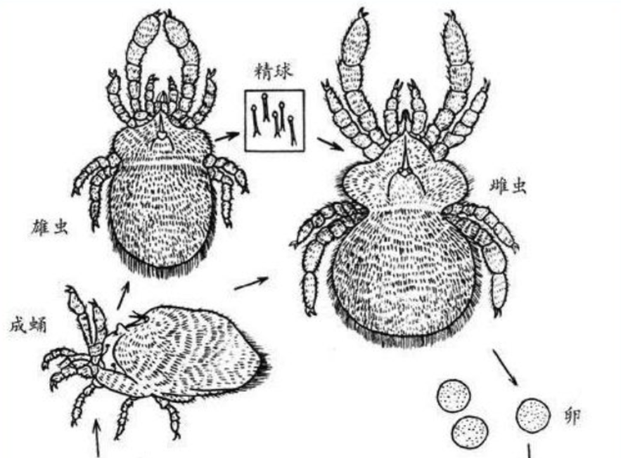 在皮脂腺或毛囊的蠕形螨则比起上面的两种螨虫来说更加普遍,我国感染