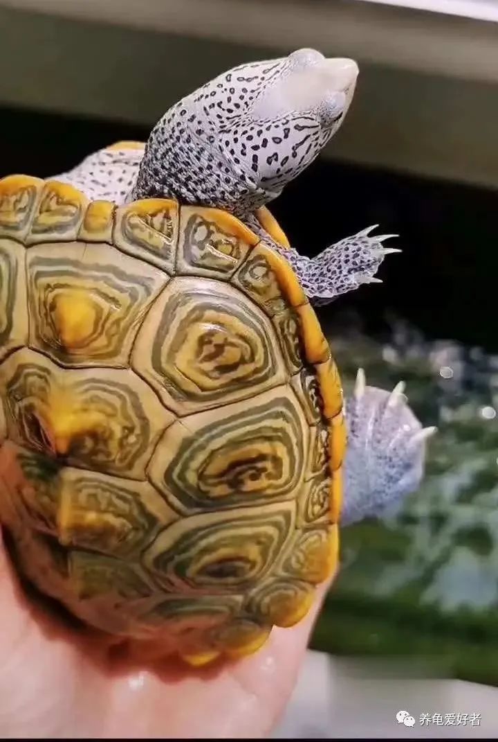 СڹȷСôι-Ʒ