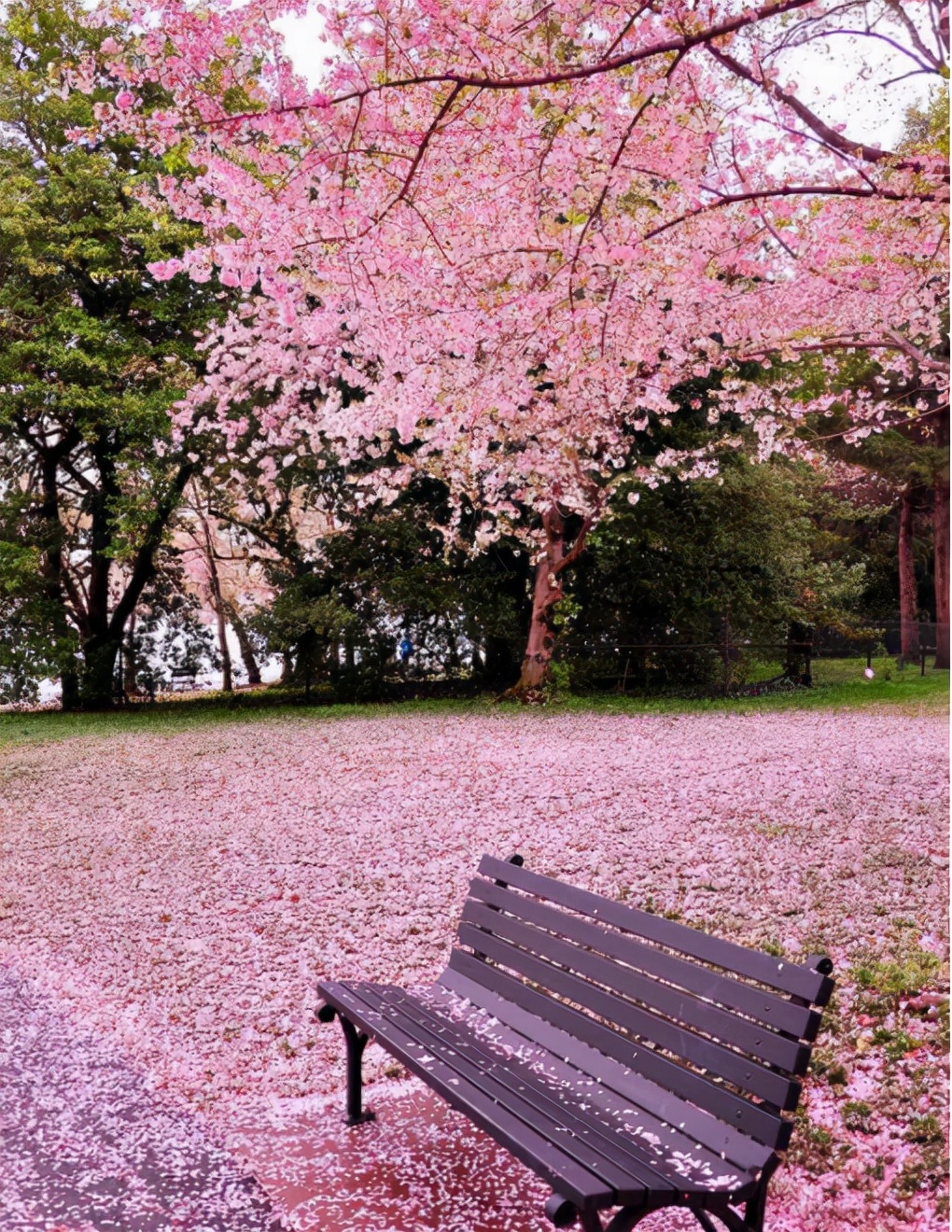 万里云 | 芳心寸寸情依旧，霞彩年年绘早春（樱韵读春格律十二首）