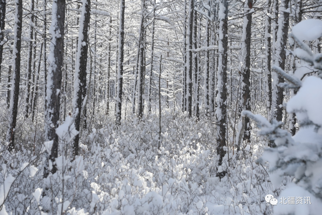 美图！三月春雪添诗意 玉树琼瑶美“出圈”