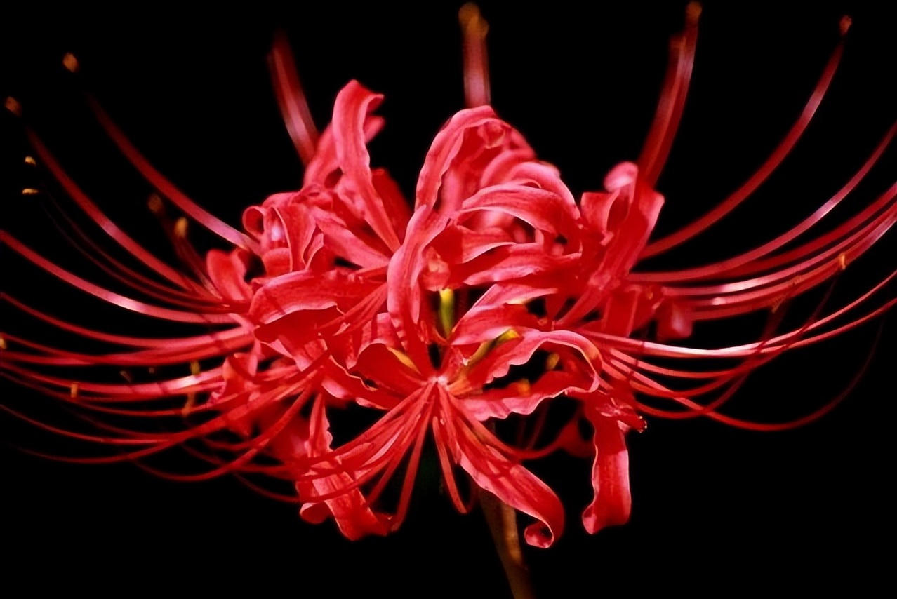 13彼岸花花语(彼岸花花语的个性签名)