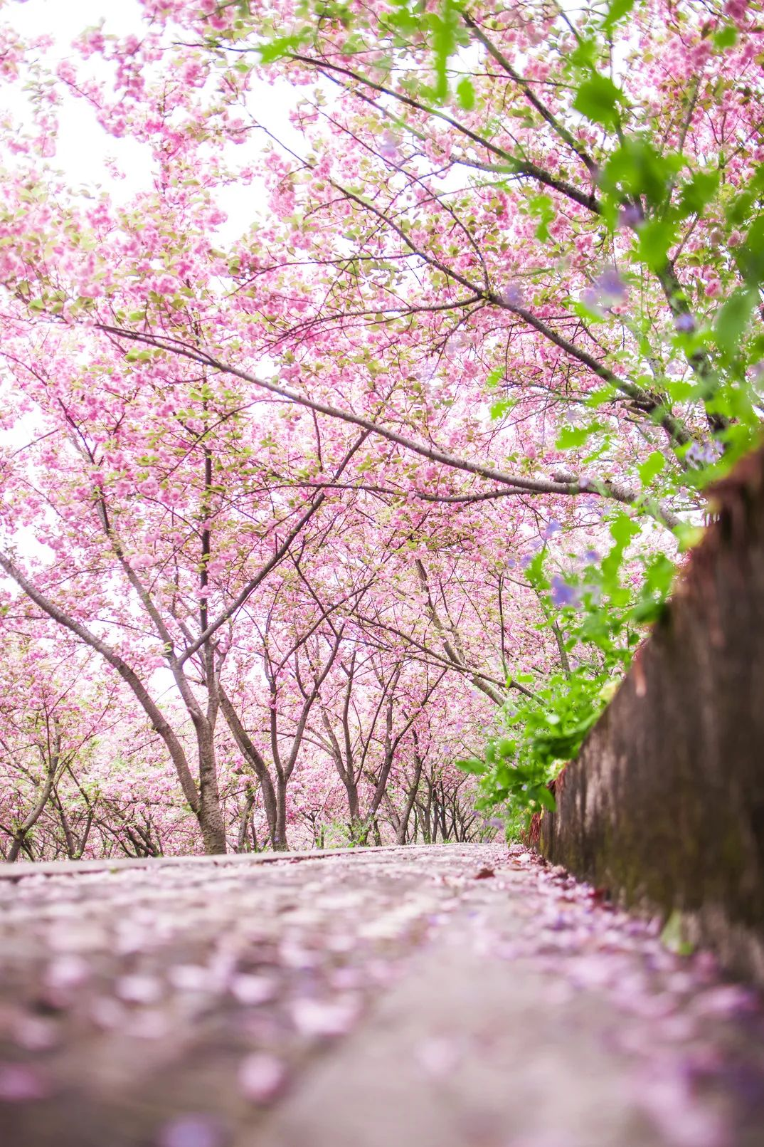 每当樱花绽放的时候,最适合樱花大道漫步.