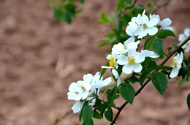 「散文」一枝荼蘼芳菲尽
