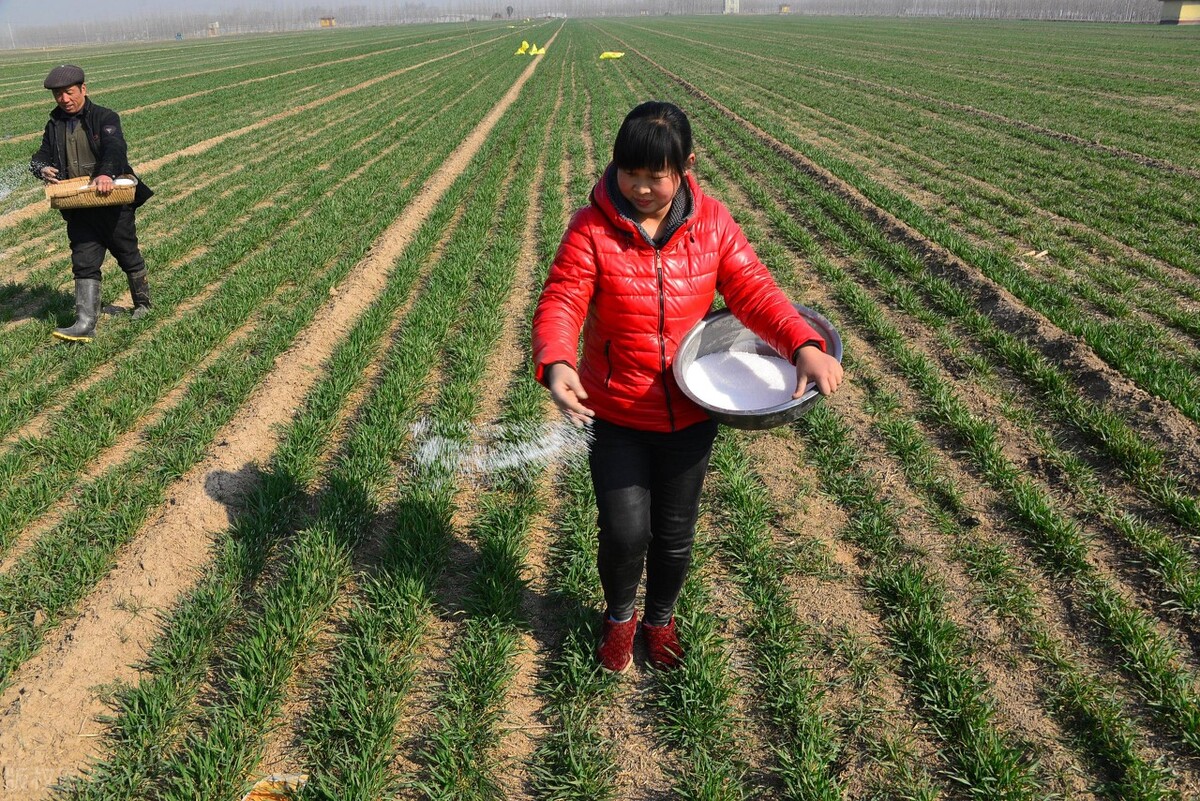 今日油价再调，化肥价格大涨！种地成本增加，官方发布好消息