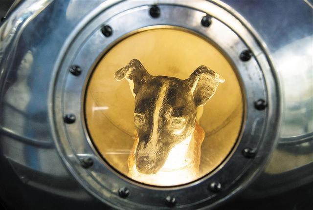 第一只进入太空的狗,已在宇宙中飘了65年,人类为啥要毒死它?