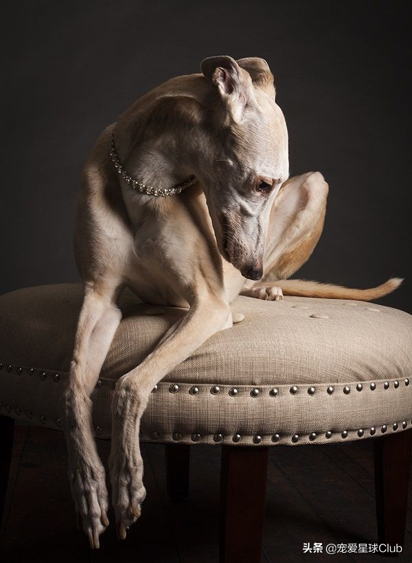 百科 | 惠比特犬,外表软萌的凶猛猎兔王