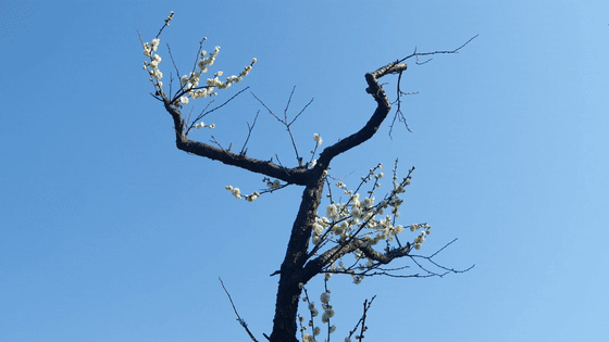 看完这篇文章，终于可以说一句：你好，南京的春天