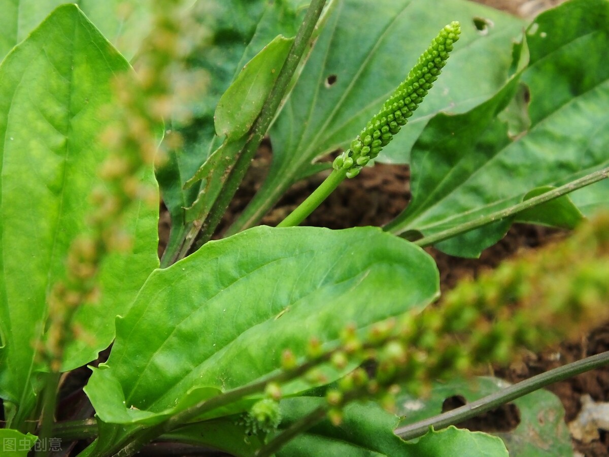 16,车前草15,虎杖14,枸杞叶13,紫苏12,灰灰菜11,血皮菜10,刺嫩芽9