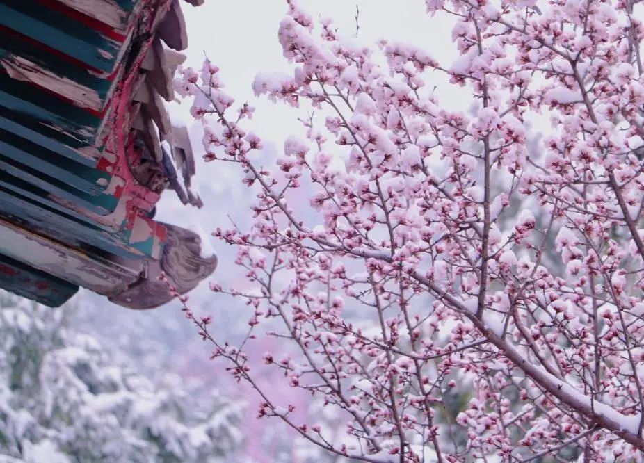 当春花遇上春雪，看京城别样的诗意与浪漫~