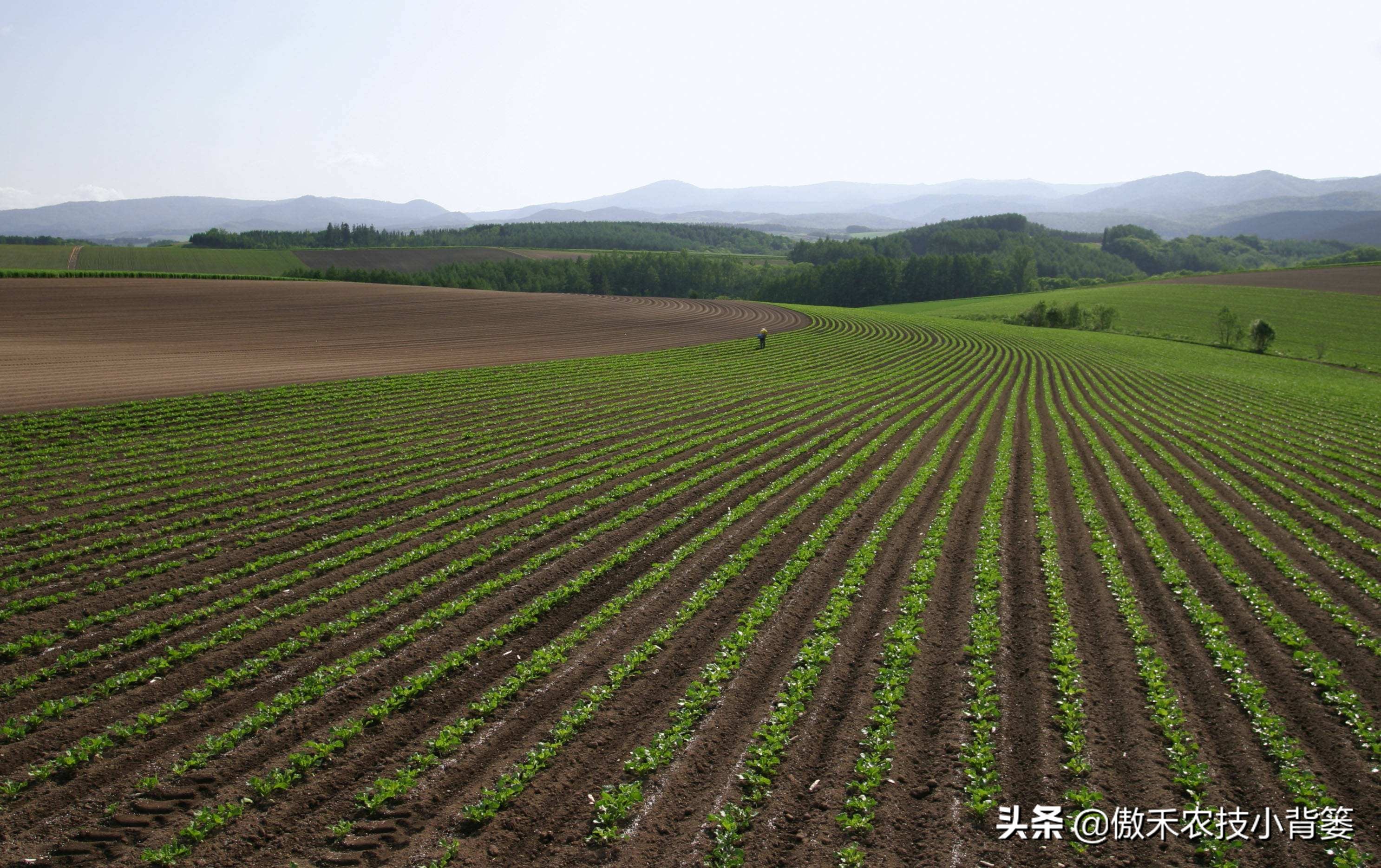 花生行距株距是多少（花生行距株距是多少一株几立种子）-第10张图片-科灵网